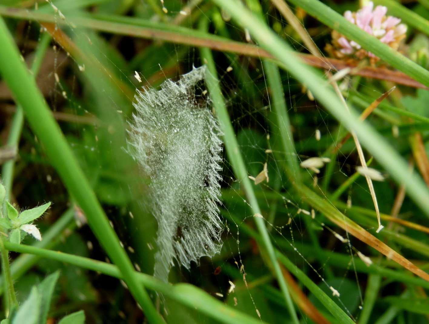 Stadi diversi di sviluppo di Argiope bruennichi